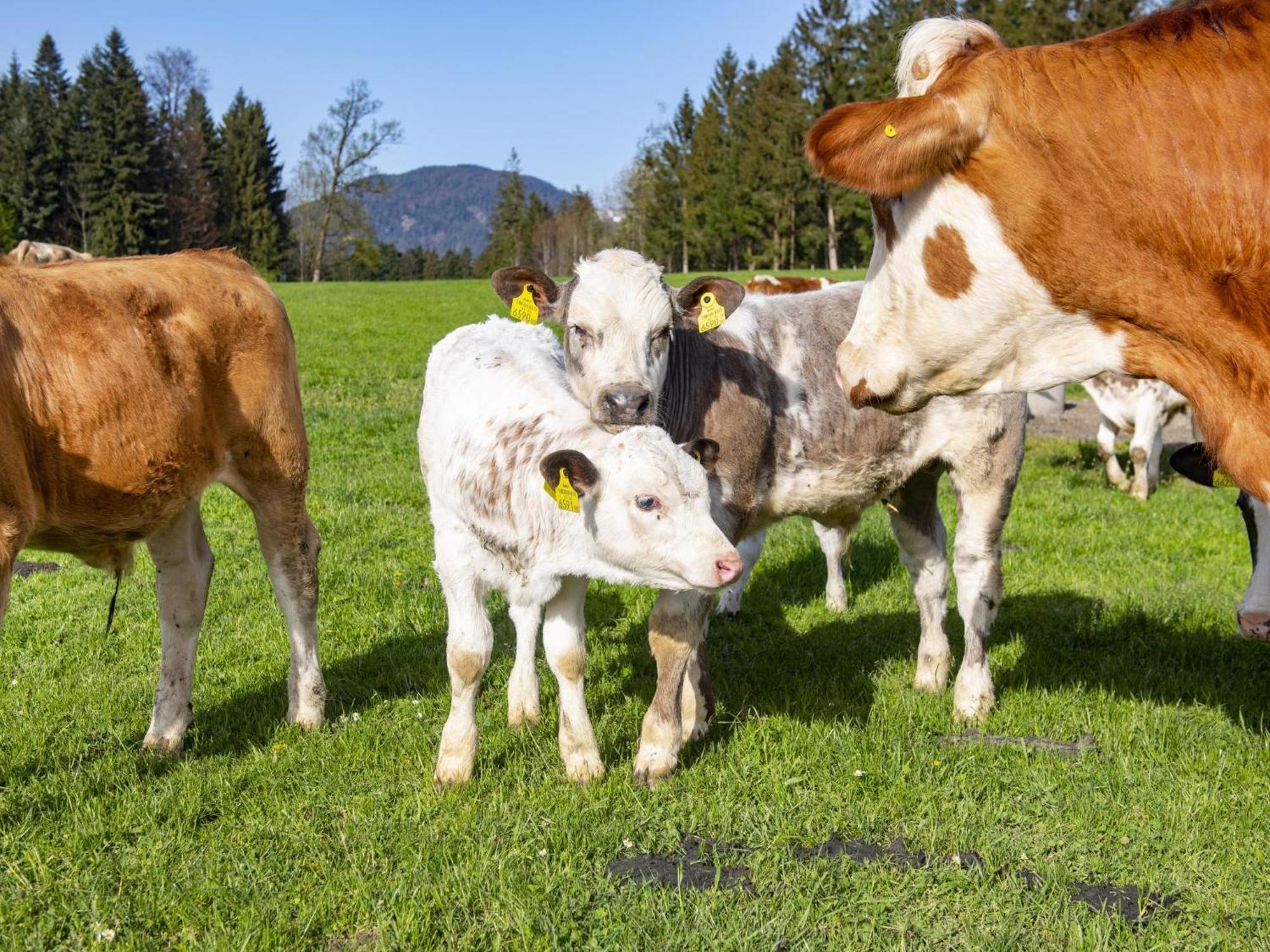Schwoich Auszeit Am Bauernhof 아파트 외부 사진
