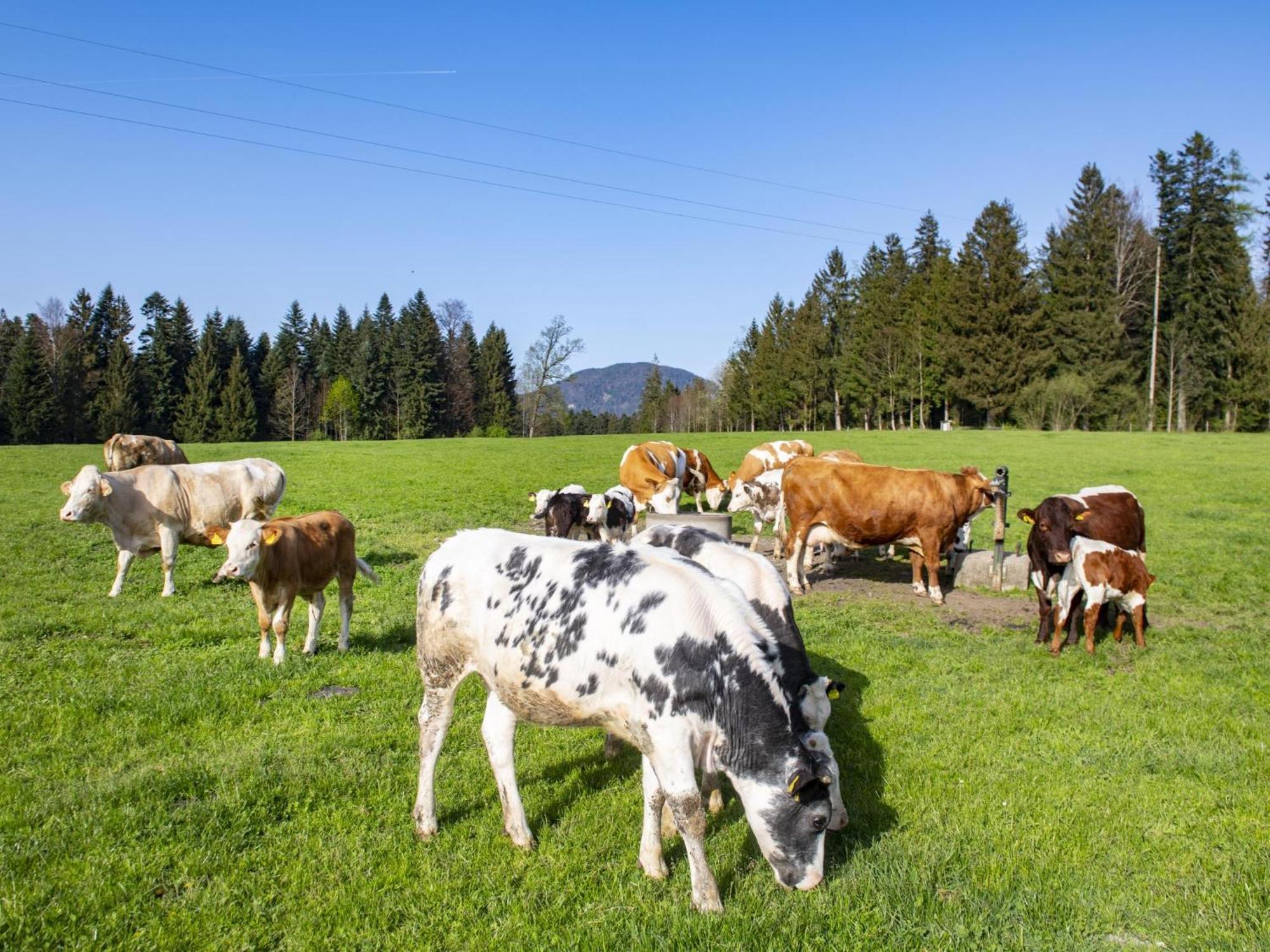 Schwoich Auszeit Am Bauernhof 아파트 외부 사진