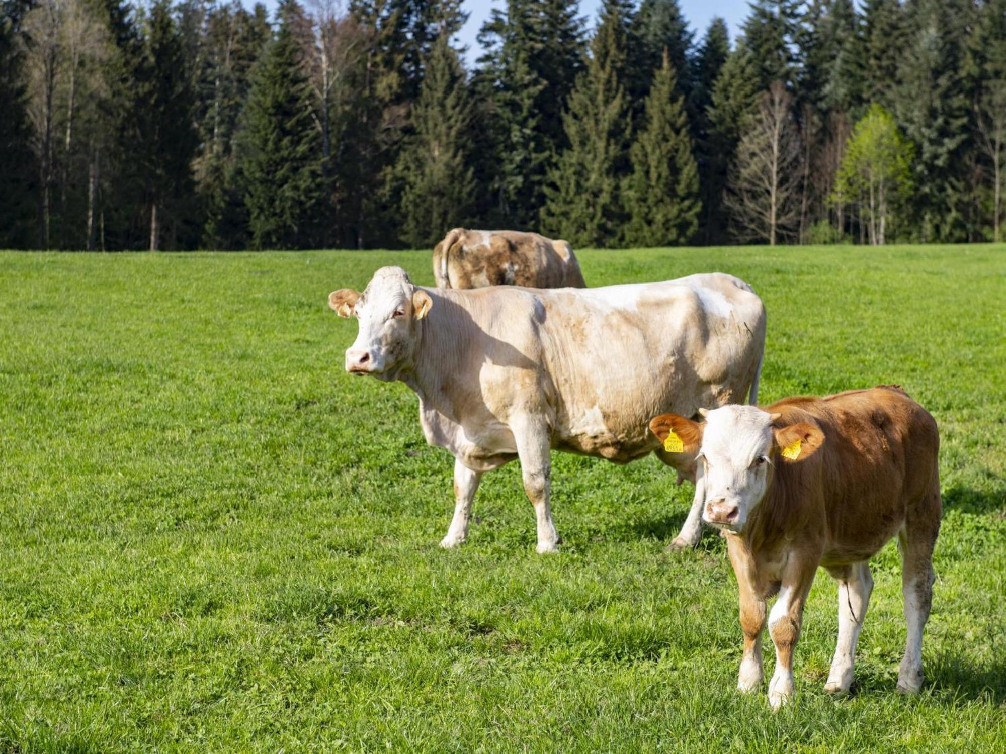 Schwoich Auszeit Am Bauernhof 아파트 외부 사진